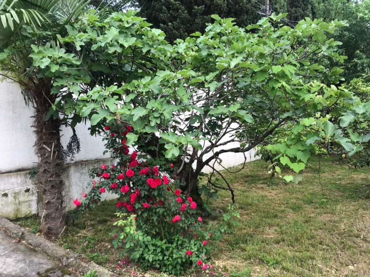 Guest House Dali Гагра Екстер'єр фото